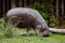 Hippo walks on the green grass. pygmy hippo hippopotamus  is a cute little hippo