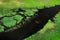 Hippo in water and Aerial landscape in Okavango delta, Botswana. Lakes and rivers, view from airplane. Green vegetation in South A