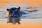 Hippo in the water. African Hippopotamus, Hippopotamus amphibius capensis, with evening sun, animal in the nature water habitat,