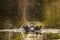 Hippo in water in Kruger national park in South Africa.