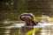 Hippo in water in Kruger national park in South Africa.