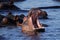 Hippo yawn, Chobe River, Caprivi Strip, Botswana