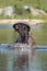 Hippo, yawning, South Africa