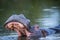 Hippo yawning in the water in Kruger.