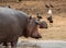 Hippo at the zoo Ramat Gan