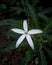 Hippobroma longiflora flower. white flowers