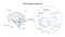 Hippocampus anatomy and structure. Neuroscience infographic on white background. Human brain lobes and sections