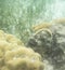 Hippocampus among corals in Togian island