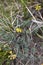 Hippocrepis comosa close up