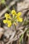 Hippocrepis comosa close up