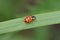 Hippodamia tredecimpunctata, commonly known as the thirteen-spot ladybeetle on green grass, is a species of lady bug