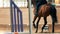 Hippodrome - a rider riding a horse on a racetrack