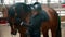 Hippodrome - young rider in special equipment is standing with her horse and smiling