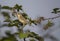 Hippolais polyglotta `Felosa-poliglota` yellow singing bird photographed in Braga.