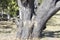 Hippopotal faeces on a tree trunkMoremi National Park, Botswana