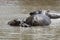 Hippopotami in a Pond in Africa