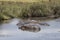 Hippopotami in Tanzania