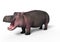 The Hippopotamus amphibius, 3D Illustration