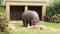 Hippopotamus amphibius is enjoying his hearty lunch with his partner. Hippopotamus snack. Close-up on a chewing giant. Omnivore. K