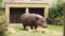 Hippopotamus amphibius is enjoying his hearty lunch with his partner. Hippopotamus snack. Close-up on a chewing giant. Omnivore. K