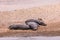 Hippopotamus Basking On the Mara River Banks In The Masai Mara National Game Reserve Park In Narok County Kenya