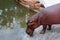 Hippopotamus - Bathing Time!