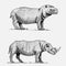 Hippopotamus and black or white rhinoceros hand drawn, engraved wild animals in vintage or retro style, african zoology