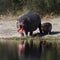 Hippopotamus - Botswana