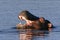 Hippopotamus - Botswana