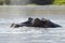 Hippopotamus breathing at water surface