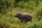 Hippopotamus calf Elephant in the wilderness