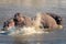 Hippopotamus chases another away in shallow river