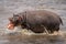 Hippopotamus chases away another in shallow river