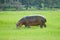 Hippopotamus - Chobe National Park