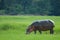 Hippopotamus - Chobe National Park - Botswana