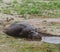 Hippopotamus Chobe River Botswana Africa Safari Water Mud