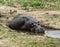 Hippopotamus Chobe River Botswana Africa Safari Water Mud otamus