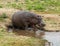 Hippopotamus Chobe River Botswana Africa Safari Water Mud otamus