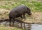Hippopotamus Chobe River Botswana Africa Safari Water Mud otamus