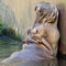 Hippopotamus close-up