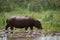 Hippopotamus crosses marsh with bird on back