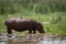 Hippopotamus crosses muddy marsh with bird above