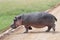 A Hippopotamus crossing the road