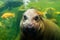 Hippopotamus cub diving underwater for food