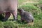 Hippopotamus cub with its mother on the banks of the Kazinga channel