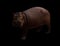 Hippopotamus in the dark background