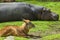 Hippopotamus and deer sunbathing on the grass