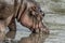 Hippopotamus drinking in river in Serengeti