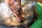 Hippopotamus drinking water. Animals concept in a zoo.