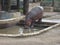 Hippopotamus drinking water in captivity